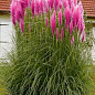 Кортадерія Пампасна трава 2х літня "Pink Feather" купить