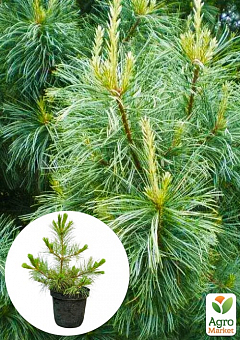 Кедр Корейский (Pinus koraiensis) 4-х летний, высота 40-60см1