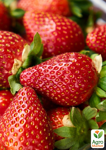 Клубника "Мадлен" (Madlen) (ранний срок созревания, сорт стойкий к различным заболеваниям)