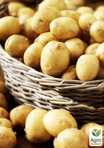 Насіннєва рання картопля "Маверік" (універсальне застосування, 1 репродукція) 1кг