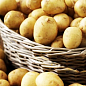 Насіннєва рання картопля "Маверік" (універсальне застосування, 1 репродукція) 1кг