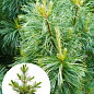Кедр Корейський (Pinus koraiensis) 4-х річний, висота 40-60см
