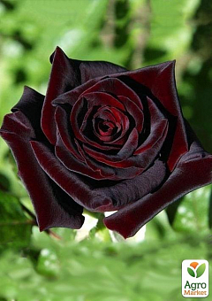 Троянда чайно-гібридна "Блек Меджик" (саджанець класу АА +) вищий сорт2
