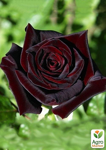 Троянда чайно-гібридна "Блек Меджик" (саджанець класу АА +) вищий сорт