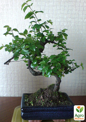 Бонсай "Sageretia thea"