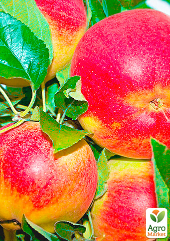 Яблуня "Чемпіон" (Ранньозимовий сорт) - фото 4