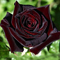 Троянда чайно-гібридна "Блек Меджик" (саджанець класу АА +) вищий сорт