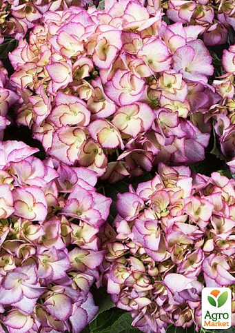 Гортензия крупнолистная "Adula Lila" - фото 5
