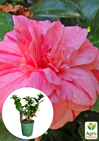 LMTD Камелия цветущая японская 2-х летняя "Nishiki Kirin" (высота 30-40см)