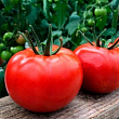 Томат индетерминантный "Клад F1" ТМ "Lark Seeds" 250шт