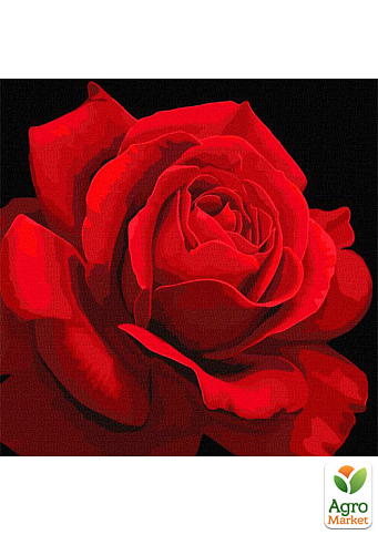 Картина по номерам - Красная роза  Идейка KHO3238