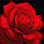 Картина за номерами - Червона троянда ©annasteshka