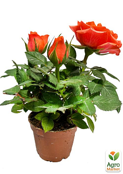 Роза Миниатюрная (комнатная) "Sparkle Coral" (Нидерланды)4
