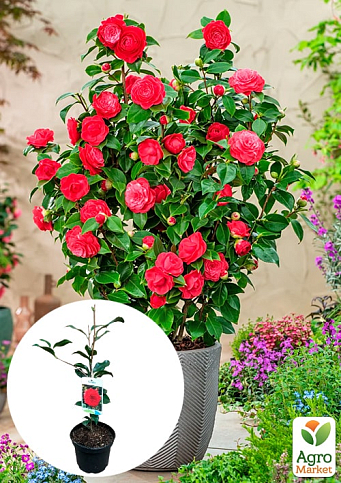 LMTD Камелия японская 2-х летняя "Lady Campbell" (высота 35-45см)