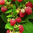Малина "Ковичен" (Cowichan) (середній термін дозрівання)