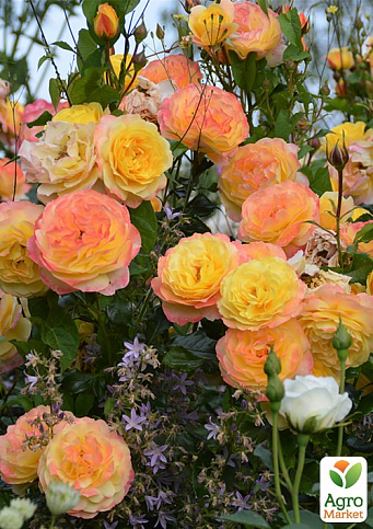 LMTD Роза на штамбе 3-х летняя "Royal Yellow Orange" (укорененный саженец в горшке, высота50-80см) - фото 2