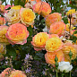 LMTD Роза на штамбе 3-х летняя "Royal Yellow Orange" (укорененный саженец в горшке, высота50-80см) купить
