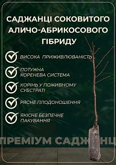 Алыча-Абрикосовый гибрид "Черрикос" (с легким ароматом клубники)4
