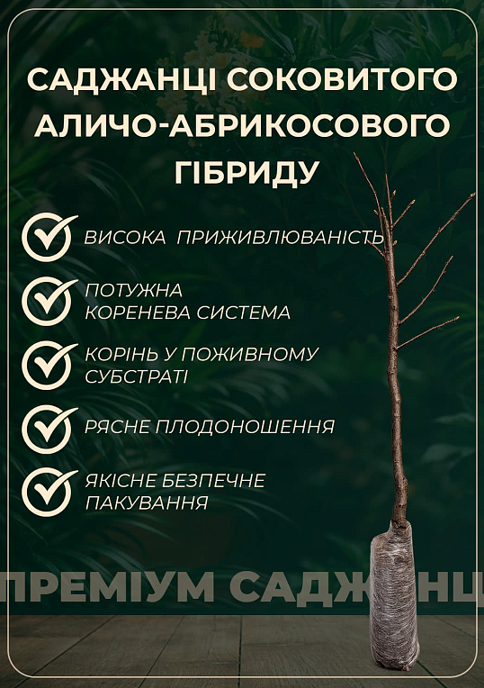Алыча-Абрикосовый гибрид "Черрикос" (с легким ароматом клубники) - фото 4