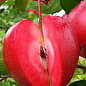 Эксклюзив! Яблоня красномясая "Редлов" (Redlov) (премиальный сочный сорт)