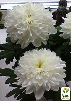 Хризантема крупноцветковая горшечная "Белая" (укорененный черенок высота 5-10 см)2