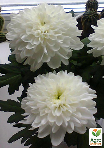 Хризантема крупноцветковая горшечная "Белая" (укорененный черенок высота 5-10 см)