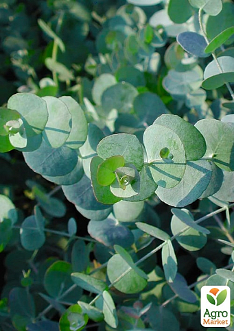 LMTD Эвкалипт вечнозеленый "Cinerea"  (30-40см) - фото 7