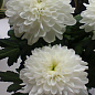 Хризантема крупноквіткова кімнатних "Біла" (вкоріненого живця висота 5-10 см)