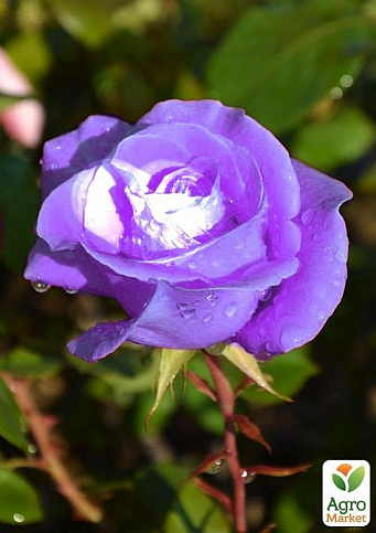 Роза плетистая голубая с розовым оттенком и блестящей листвой "Кэтти" (Kathy) (саженец класса АА+) - фото 2