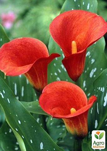 Калла "Mango" 1шт в упаковці