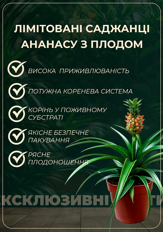 LMTD Ананас с плодом 3-х летний "Elyne Green" (20-40см) - фото 2