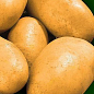 Насіннєвий среднеранний картопля "Евора" (на жарку, 1 репродукція) 3 кг