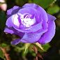 Роза плетистая голубая с розовым оттенком и блестящей листвой "Кэтти" (Kathy) (саженец класса АА+) купить