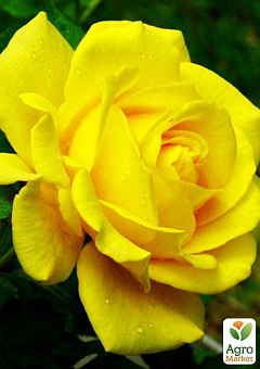 Троянда чайно-гібридна "Керіо" (саджанець класу АА +) вищий сорт2