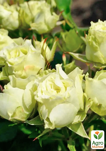 Троянда дрібноквіткова (спрей) "Лувіана" (саджанець класу АА+) вищий сорт  - фото 3