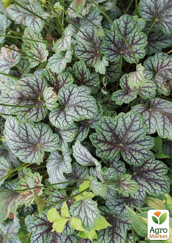 Гейхера (Heuchera) "Venus"  - фото 6