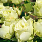 Роза мелкоцветковая (спрей) "Лувиана" (саженец класса АА+) высший сорт цена