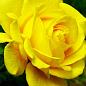 Роза чайно-гибридная "Керио" (саженец класса АА+) высший сорт