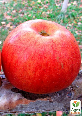 Ексклюзив! Яблуня колоновидна жовтувата з темно-червоним рум'янцем "Яблучний шедевр" (Apple masterpiece) (преміальний скороплідних сорт) - фото 3