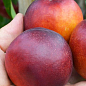 Нектарин "Сан Глоу" (лысый персик, летний сорт, средний срок созревания)