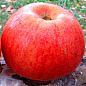 Ексклюзив! Яблуня колоновидна жовтувата з темно-червоним рум'янцем "Яблучний шедевр" (Apple masterpiece) (преміальний скороплідних сорт) цена