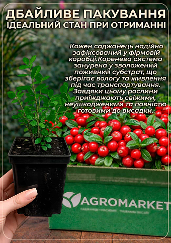 Эксклюзив! Брусника "Жемчужина" (Pearl) (поздний срок созревания, очень урожайный сорт) - фото 4