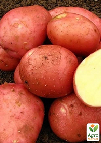 Картопля "Белла Росса" насіннєва рання (1 репродукція) 5кг
