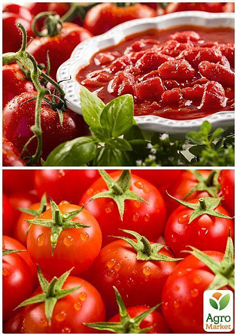 На развес Томат "Факел" ТМ "Весна" цена за 1г - фото 3