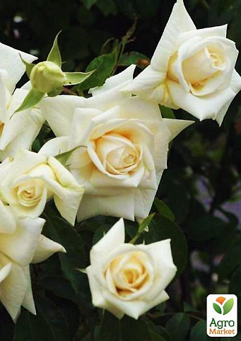 Троянда плетиста "Ilse Krohn Superior" (саджанець класу АА +) вищий сорт - фото 3