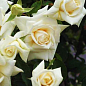 Троянда плетиста "Ilse Krohn Superior" (саджанець класу АА +) вищий сорт цена