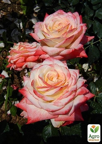 Роза чайно-гибридная "Императрица " (саженец класса АА+) высший сорт