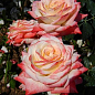 Роза чайно-гібридна "Імператриця" (саджанець класу АА +) вищий сорт