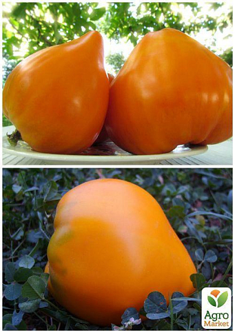 На развес Томат "Анна герман" ТМ "Весна" цена за 1г - фото 4