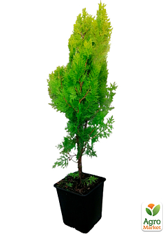 Туя 5-річна східна "Pyramidalis Aurea" С3, висота 50-60 см22